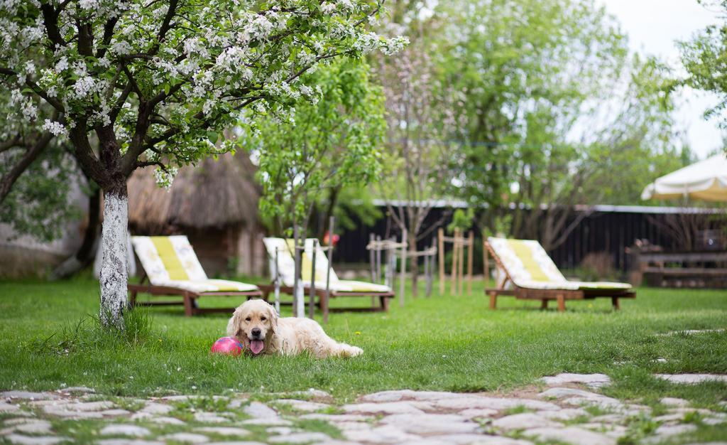 Casa Mosului - Transfagarasan Bed & Breakfast Cîrţişoara Dış mekan fotoğraf