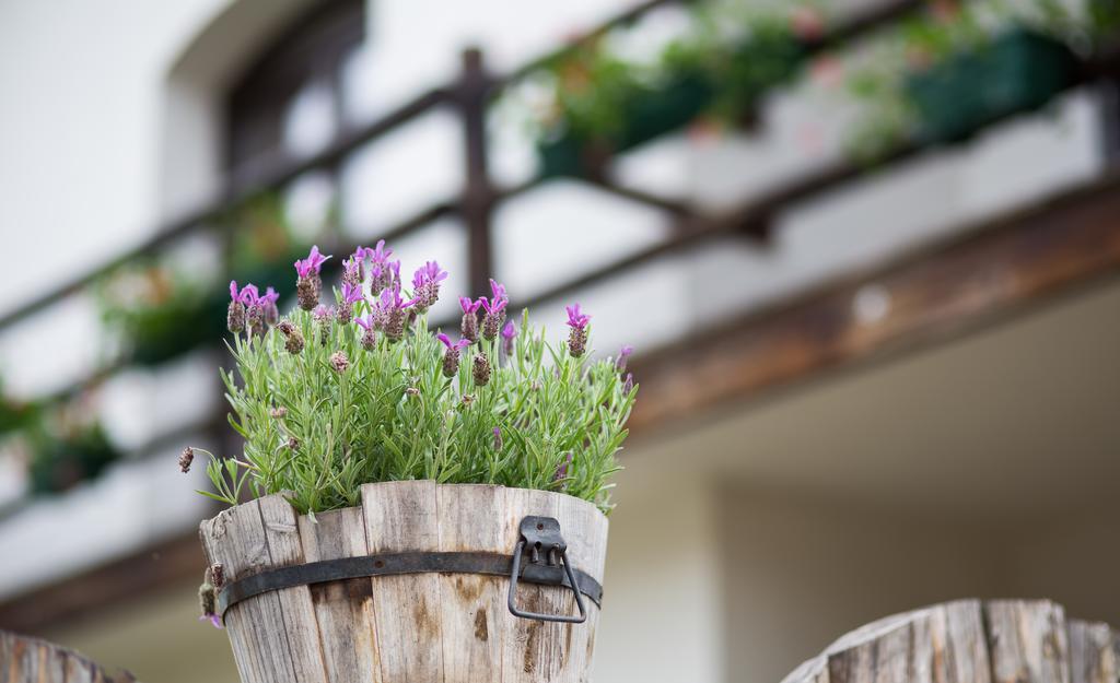 Casa Mosului - Transfagarasan Bed & Breakfast Cîrţişoara Dış mekan fotoğraf