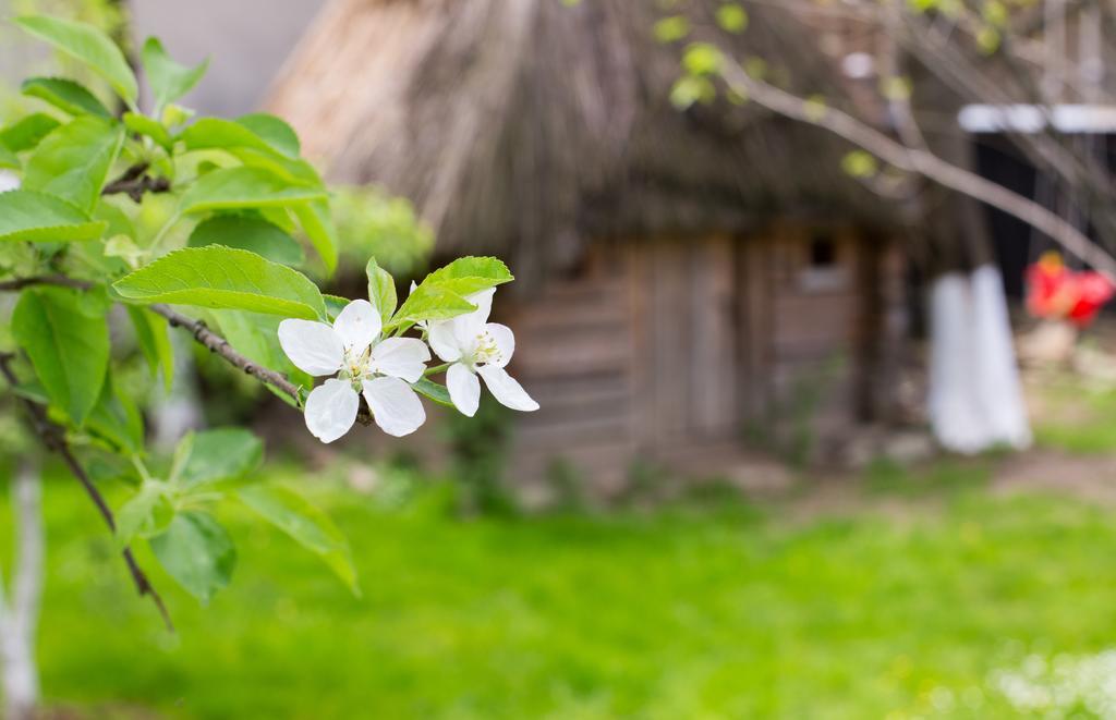 Casa Mosului - Transfagarasan Bed & Breakfast Cîrţişoara Dış mekan fotoğraf
